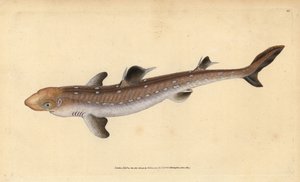 棘皮狗鱼，Squalus acanthias(挑食鲨鱼或狗鱼)。易受伤害。爱德华-多诺万根据他的《英国鱼类自然史》绘制和雕刻的手绘铜版，多诺万和F.C.和J.Rivington，伦敦