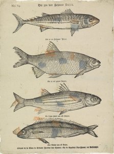 这是四条美丽的鱼（标题见实物） 作者 Erven de Weduwe Jacobus van Egmont