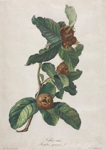 栽培枫杨（Mespilus germanica）