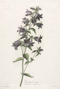 从大自然中抽出的花朵：手套风铃c。 1800。 作者 杰拉德范斯潘东克