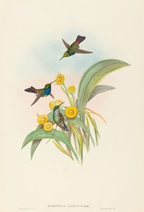 Damophila amabilis 蓝胸蜂鸟。创作人：约翰-古尔德，亨利-康斯坦丁-里希特。