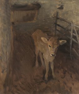泽西小牛，1893年