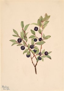 Big Whortleberry Vaccinium membranaceum, 1916. 作者 玛丽·沃克斯·沃尔科特