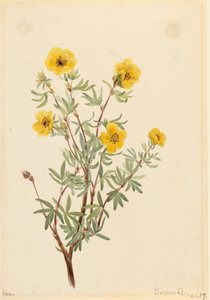 Bush Cinquefoil Potentilla fruticosa, 1917. 作者 玛丽·沃克斯·沃尔科特