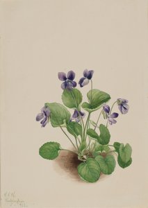 蝴蝶紫罗兰 Viola papilionacea, 1923. 作者 玛丽·沃克斯·沃尔科特