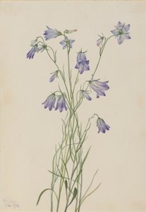 Harebell Campanula rotundifolia, 1916. 作者 玛丽·沃克斯·沃尔科特