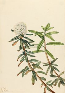 拉布拉多茶Ledum groenlandicum，1922。 作者 玛丽·沃克斯·沃尔科特