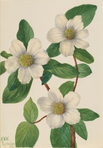 太平洋山茱萸 Cornus nuttallii, 1933. 作者 玛丽·沃克斯·沃尔科特