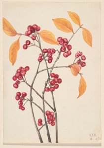 红色的Chokeberry Aronia arbutifolia, 1920. 作者 玛丽·沃克斯·沃尔科特