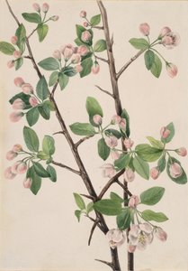 野生甜蟹 Malus coronaria, 1920. 作者 玛丽·沃克斯·沃尔科特