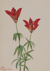 木百合 Lilium philadelphicum, 1932. 作者 玛丽·沃克斯·沃尔科特