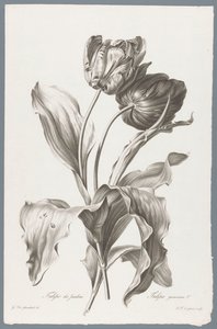 郁金香
Tulipe des Jardins / Tulipa gesneriana L.（作品名称）
大自然的花朵（......）（系列名称） 作者 杰拉德范斯潘东克