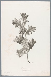 Zomereik
普通橡树（物体上的标题）
来自生活的花朵（......）（系列标题） 作者 杰拉德范斯潘东克
