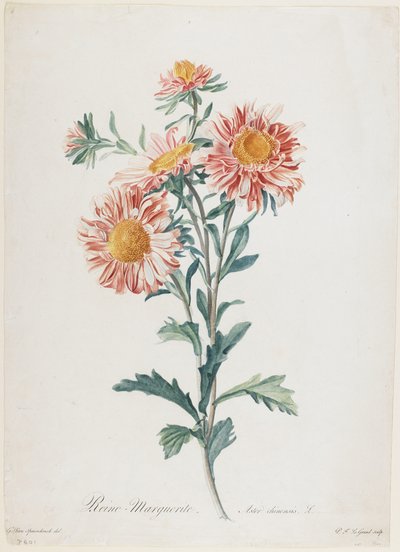 玛格丽特女王，来自自然界的鲜花，c.1800（手工点画雕刻） 作者 杰拉德范斯潘东克