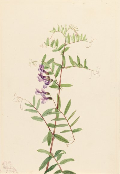 American Vetch Vicia americana, 1922. 作者 玛丽·沃克斯·沃尔科特