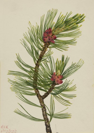 白皮松 Pinus albicaulis, 1924. 作者 玛丽·沃克斯·沃尔科特