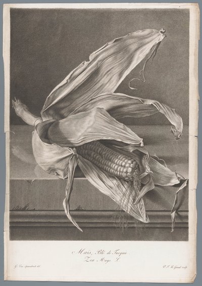 玉米
Maïs, Blé de Turqui / Zea Mays L.（物体上的标题）
取材于生活的花（......）（系列名称） 作者 杰拉德范斯潘东克